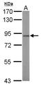Transcription Factor 25 antibody, LS-C185464, Lifespan Biosciences, Western Blot image 