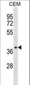 NDRG Family Member 4 antibody, LS-C164791, Lifespan Biosciences, Western Blot image 