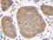 TNFSF13 antibody, XP-5103, ProSci, Enzyme Linked Immunosorbent Assay image 