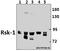 Ribosomal Protein S6 Kinase A1 antibody, A01058T353, Boster Biological Technology, Western Blot image 