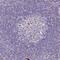 Scinderin antibody, PA5-54225, Invitrogen Antibodies, Immunohistochemistry frozen image 