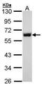 Non-POU Domain Containing Octamer Binding antibody, PA5-27408, Invitrogen Antibodies, Western Blot image 