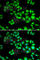 Cullin 1 antibody, A2136, ABclonal Technology, Immunofluorescence image 
