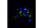 Solute Carrier Family 4 Member 1 (Diego Blood Group) antibody, 20112S, Cell Signaling Technology, Immunocytochemistry image 