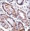 Distal-Less Homeobox 5 antibody, LS-C167447, Lifespan Biosciences, Immunohistochemistry paraffin image 