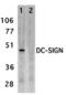 CD209 Molecule antibody, 18711, QED Bioscience, Western Blot image 