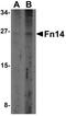 TNF Receptor Superfamily Member 12A antibody, orb86802, Biorbyt, Western Blot image 