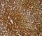 Hepatocyte Paraffin 1 antibody, orb248657, Biorbyt, Immunohistochemistry paraffin image 