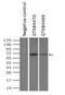 Glutamate Decarboxylase 1 antibody, GTX84470, GeneTex, Immunoprecipitation image 