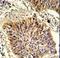 Golgi Phosphoprotein 3 antibody, LS-C100648, Lifespan Biosciences, Immunohistochemistry paraffin image 