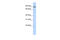 Gephyrin antibody, 26-621, ProSci, Enzyme Linked Immunosorbent Assay image 