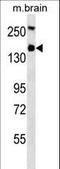 TSC Complex Subunit 1 antibody, LS-B11809, Lifespan Biosciences, Western Blot image 