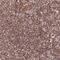 THAP domain-containing protein 11 antibody, HPA041434, Atlas Antibodies, Immunohistochemistry paraffin image 