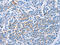 Claudin 4 antibody, CSB-PA275606, Cusabio, Immunohistochemistry paraffin image 