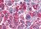 Neuropeptide Y Receptor Y1 antibody, MBS247767, MyBioSource, Immunohistochemistry frozen image 