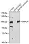 SET And MYND Domain Containing 4 antibody, 18-610, ProSci, Immunoprecipitation image 