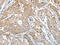 Apolipoprotein B MRNA Editing Enzyme Catalytic Subunit 3G antibody, CSB-PA117483, Cusabio, Immunohistochemistry frozen image 