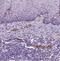 Von Willebrand Factor antibody, NBP1-84762, Novus Biologicals, Immunohistochemistry frozen image 