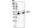 WT1 Transcription Factor antibody, 83535S, Cell Signaling Technology, Immunoprecipitation image 