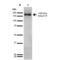 Ankyrin-R antibody, LS-C777148, Lifespan Biosciences, Western Blot image 