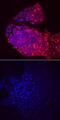 Left-Right Determination Factor 2 antibody, AF7648, R&D Systems, Immunocytochemistry image 