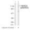 Histone Deacetylase 4 antibody, SPC-1386D-APC, StressMarq, Western Blot image 