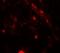Phosphoinositide-3-Kinase Regulatory Subunit 4 antibody, LS-B12128, Lifespan Biosciences, Immunofluorescence image 