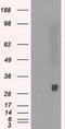 Peroxiredoxin 4 antibody, GTX83828, GeneTex, Western Blot image 