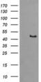 Synaptotagmin 4 antibody, MA5-26214, Invitrogen Antibodies, Western Blot image 