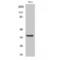 BUB3 Mitotic Checkpoint Protein antibody, LS-C382332, Lifespan Biosciences, Western Blot image 