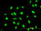 Mitogen-Activated Protein Kinase Kinase 6 antibody, LS-C197999, Lifespan Biosciences, Immunofluorescence image 