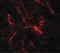 RUN And SH3 Domain Containing 2 antibody, LS-C144474, Lifespan Biosciences, Immunofluorescence image 