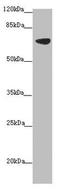 Solute Carrier Family 34 Member 1 antibody, LS-C676508, Lifespan Biosciences, Western Blot image 