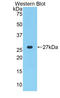 Cellular Communication Network Factor 2 antibody, LS-C293508, Lifespan Biosciences, Western Blot image 