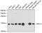 Ribosomal Protein S12 antibody, 19-924, ProSci, Western Blot image 