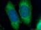Cell Division Cycle 20B antibody, 13376-1-AP, Proteintech Group, Immunofluorescence image 