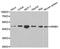 Nuclear Receptor Subfamily 0 Group B Member 1 antibody, MBS127606, MyBioSource, Western Blot image 