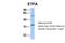 Electron Transfer Flavoprotein Subunit Alpha antibody, 26-842, ProSci, Western Blot image 