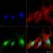 BCL2 Interacting Protein 3 antibody, LS-C776865, Lifespan Biosciences, Immunocytochemistry image 