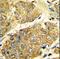 Lymphotoxin Alpha antibody, LS-C163912, Lifespan Biosciences, Immunohistochemistry frozen image 