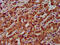 Cyclic Nucleotide Gated Channel Beta 1 antibody, CSB-PA623897LA01HU, Cusabio, Immunohistochemistry frozen image 