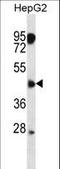 CXADR Like Membrane Protein antibody, LS-C156527, Lifespan Biosciences, Western Blot image 