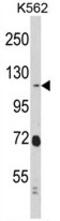 Ras Interacting Protein 1 antibody, AP17706PU-N, Origene, Western Blot image 