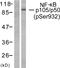 Nuclear Factor Kappa B Subunit 1 antibody, LS-C117424, Lifespan Biosciences, Western Blot image 