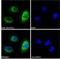 Solute Carrier Family 7 Member 11 antibody, LS-B4345, Lifespan Biosciences, Immunofluorescence image 