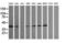 Mitogen-Activated Protein Kinase Kinase 3 antibody, LS-C174565, Lifespan Biosciences, Western Blot image 