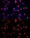 Fibrillarin antibody, GTX65859, GeneTex, Immunofluorescence image 