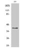 Transmembrane Protein Adipocyte Associated 1 antibody, A13599, Boster Biological Technology, Western Blot image 