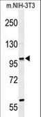 Zinc Finger Protein 451 antibody, LS-C160878, Lifespan Biosciences, Western Blot image 