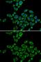 SRSF Protein Kinase 1 antibody, GTX54680, GeneTex, Immunocytochemistry image 